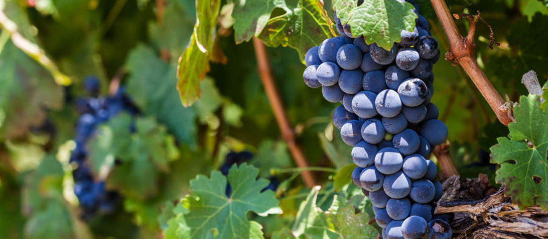 Proudly South African: Pinotage